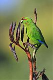 Red-crowned Parakeet